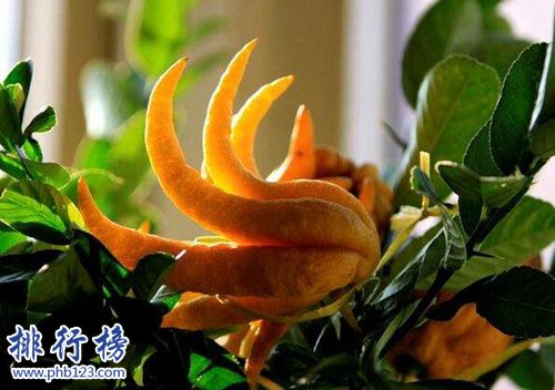 十大镇宅辟邪的植物，虎皮兰最招财！