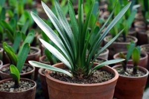 十大镇宅辟邪的植物，虎皮兰最招财！