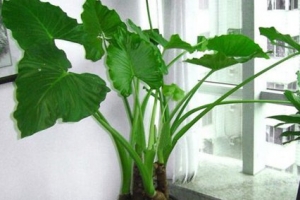 十大不能家养的植物，快看看你家有没有！