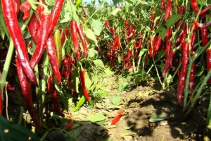 世界上最大的辣椒：50厘米 又香又甜