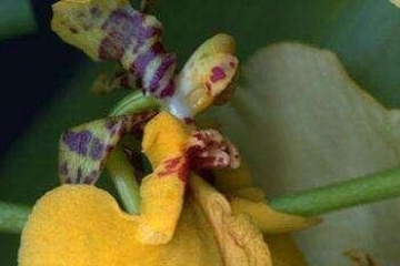 女人十大名器图解 万里挑一的外阴形状